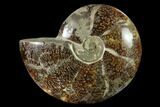 Polished, Agatized Ammonite (Cleoniceras) - Madagascar #149178-1